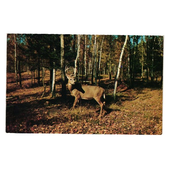 Vintage Postcard Buck Wildlife Vacationland Scene 1953 Deer Hunter Woods - Picture 1 of 2